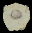 Blastoid (Pentremites) Fossil - Illinois #42816-1